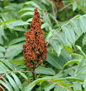 Foraged Flavor: Wild Sumac Image